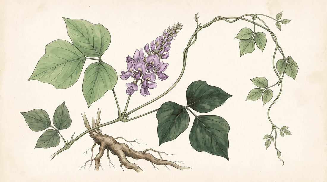 Planche botanique du kudzu (Pueraria lobata) : feuilles, fleurs violettes et racine